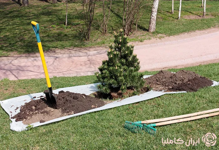 جابجایی درخت در فصل بهار